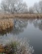 Wintry pond with cane covered with hoarfrost