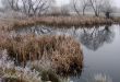 Wintry pond with cane covered with hoarfrost