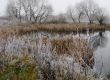 Wintry pond with cane covered with hoarfrost
