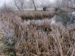 Wintry pond with cane covered with hoarfrost