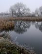 Wintry pond with cane covered with hoarfrost