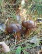 Mushroom pair under birch in green grass