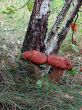 Mushroom pair under birch in green grass
