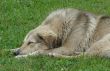 Relaxed watchdog on grreen grass background