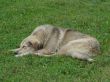 Relaxed watchdog on grreen grass background