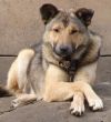 Relaxed watch-dog crossed paws