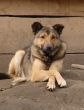 Relaxed watch-dog crossed paws
