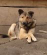 Relaxed watch-dog crossed paws