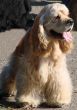 Spaniel sitting and watching