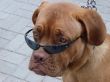 Brown dog muzzle with sunglasses