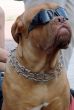 Brown dog muzzle with sunglasses