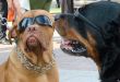 Couple of dog muzzles with sunglasses