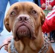 Brown dog muzzle