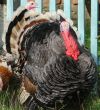 Turkey-cock in farm
