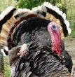 Turkey-cock in farm
