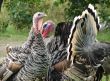 Turkey-cock in farm