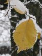 Yellow plant leaf covered with snow