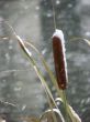 Alone cane covered with snow