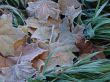 Textured hoarfrost upon red fallen leaves