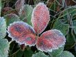 Hoarfrost on Fall strawberry red leaves