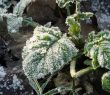 Morning hoarfrost on alive green leaves