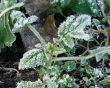 Morning hoarfrost on alive green leaves