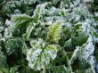 Morning hoarfrost on alive green leaves