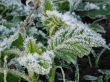 Morning hoarfrost on alive green leaves