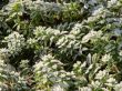 Morning hoarfrost on alive green leaves