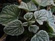 Morning hoarfrost on alive green leaves