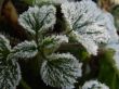 Morning hoarfrost on alive green leaves