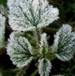 Morning hoarfrost on alive green leaves