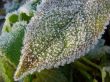 Morning hoarfrost on alive green leaves