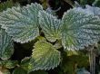 Morning hoarfrost on alive green leaves