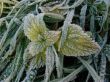 Morning hoarfrost on alive green leaves