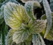 Morning hoarfrost on alive green leaves
