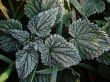 Morning hoarfrost on alive green leaves