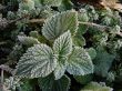 Morning hoarfrost on alive green leaves