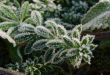 Morning hoarfrost on alive green leaves