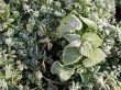 Morning hoarfrost on alive green leaves