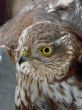 Wild Bird`s dangerous glance