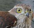 Wild Bird`s dangerous glance