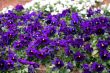 Purple Pansies