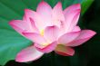 Blooming lotus flower