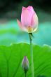 The lotus flower and bud