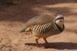 Chukar B