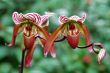 Pink lady slipper (orchid)