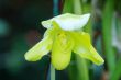 Green lady slipper (orchid)