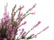heather