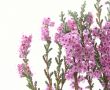 heather